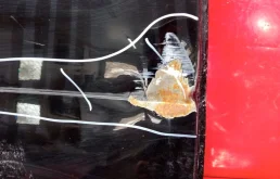 Дверь задняя правая для Lexus RX 2005 года на фотографиях