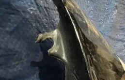 Крылья для Nissan X-Trail 2000 года на фотографиях