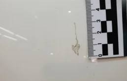 Капот для Mercedes-Benz S class 2002 года на фотографиях