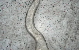 Рычаг передний левый нижний для BMW 3er на фотографиях