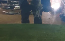 Дверь задняя правая для Infiniti QX 2021 года на фотографиях