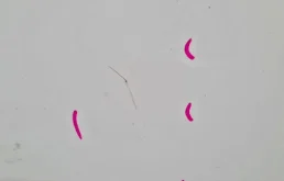 Дверь передняя правая для Lexus RX 2008 года на фотографиях