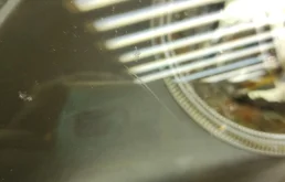 Фара левая для BMW 5er 1996 года на фотографиях