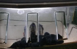 Бампер задний для Mercedes-Benz GLK class 2016 года на фотографиях