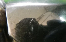 Крышка багажника для BMW 5er 2018 года на фотографиях