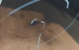 Дверь передняя левая для Nissan Juke 2013 года на фотографиях