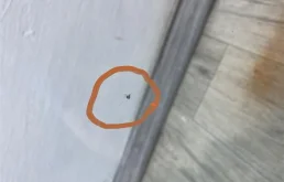 Лобовое (ветровое) стекло для Subaru Forester на фотографиях