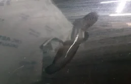 Дверь передняя левая для Volvo S80 2008 года на фотографиях