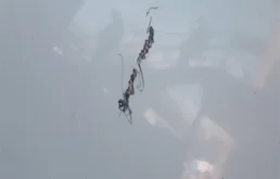 Капот для Mazda MPV 2001 года на фотографиях